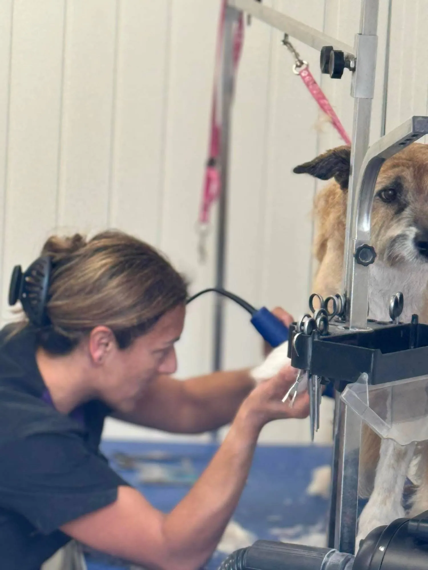 Emma grooming a dog at Pawfect Pet Services, Wells — 14 years of professional experience