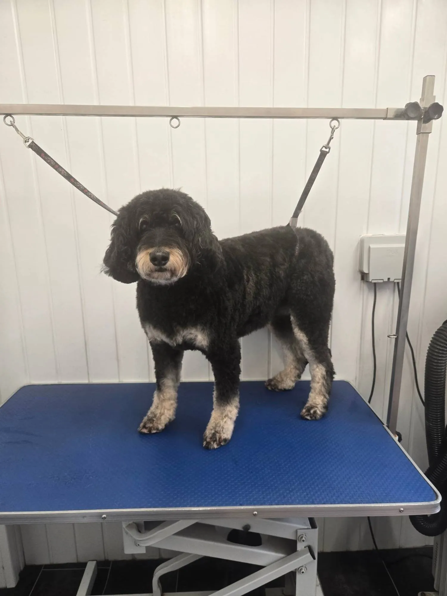 Dog on the grooming table at Pawfect Pet Services, Wells