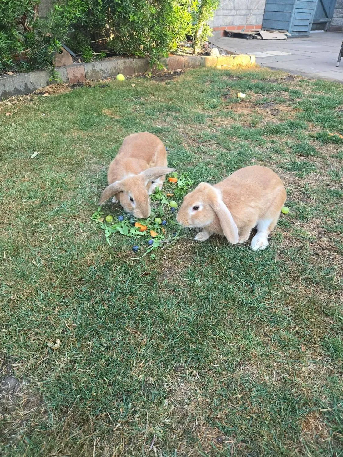 Two lop rabbits during a pet visit by Pawfect Pet Services, Wells