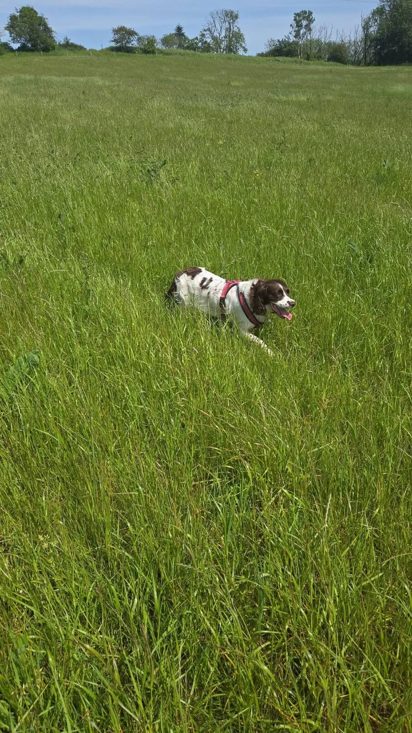 Springer Spaniel bounding through a Somerset field on a Pawfect Pet Services walk near Wells