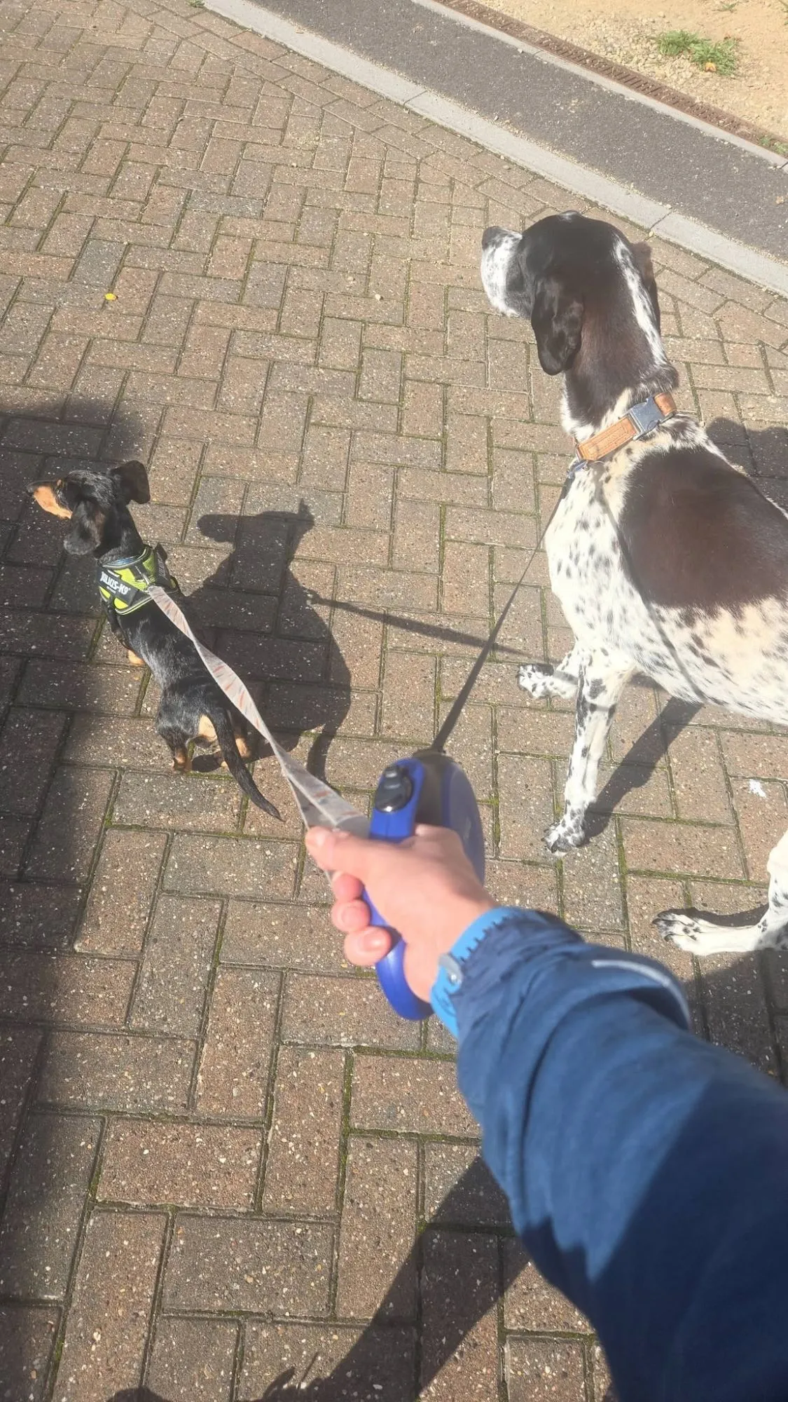 Two dogs on leads being walked by Pawfect Pet Services in Wells, Somerset